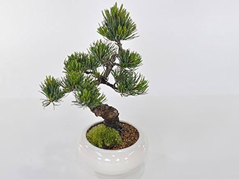 五葉松　約100cm 白鉢 五葉松 約100cm 白鉢